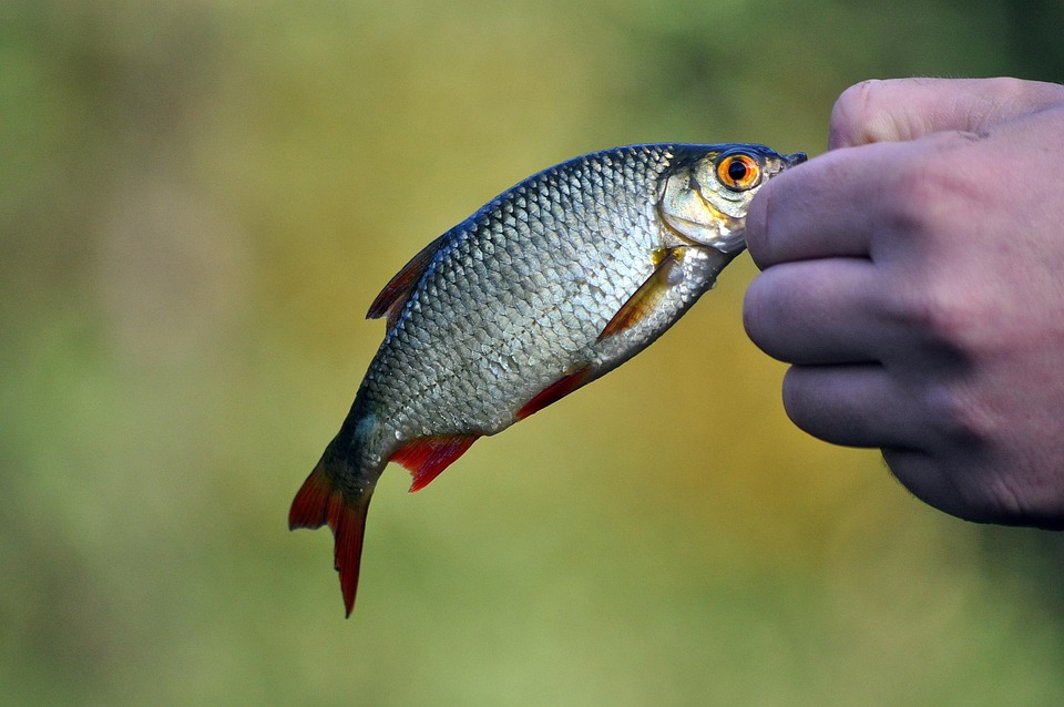 healty food diet women