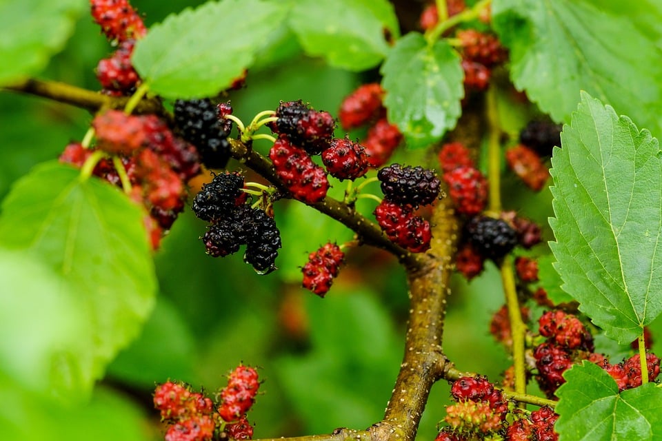 healty food diet women