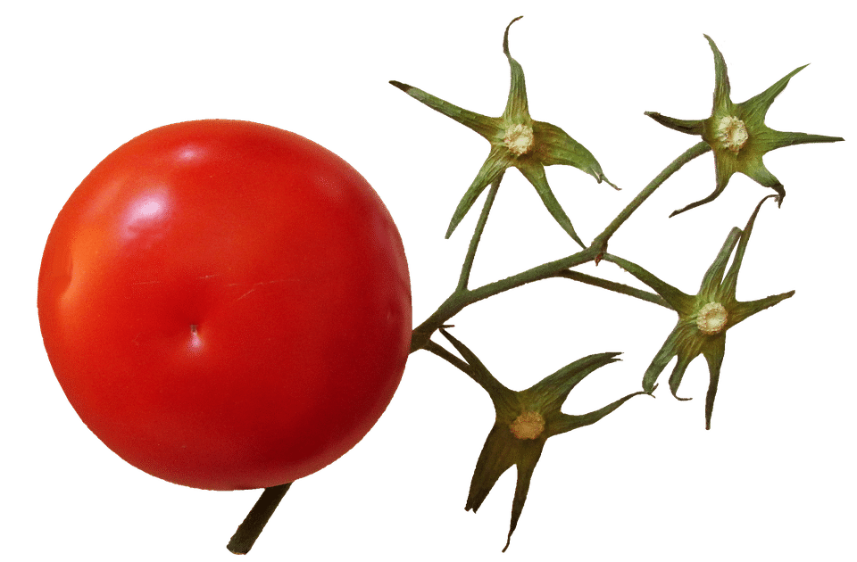 healty food diet women