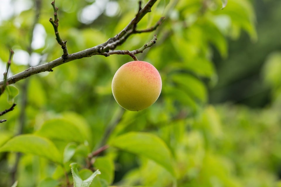 healty food diet women